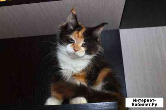 Котята мейн кун Москва