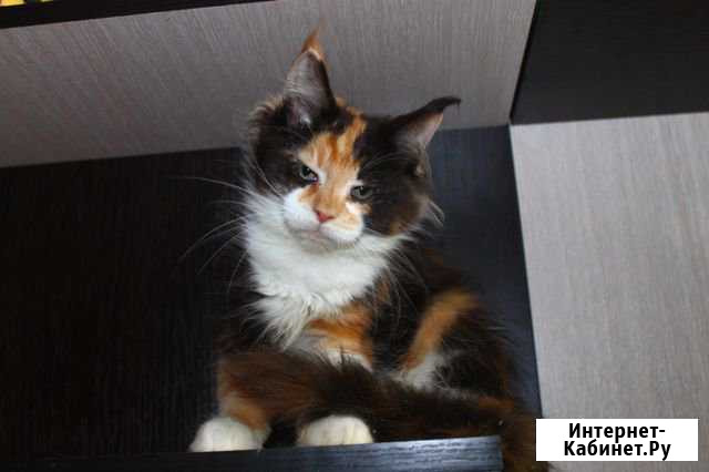 Котята мейн кун Москва - изображение 1