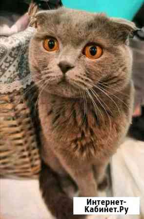 Шотландский вислоухий кот приглашает на вязку Хабаровск