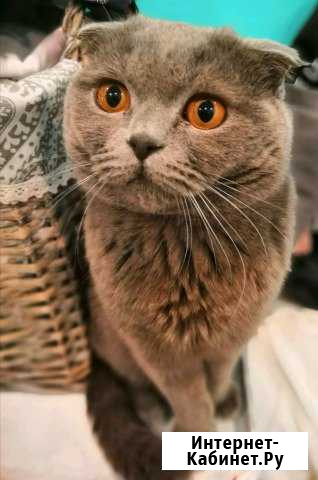 Шотландский вислоухий кот приглашает на вязку Хабаровск - изображение 1