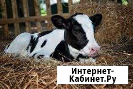 Телята Залегощь - изображение 1