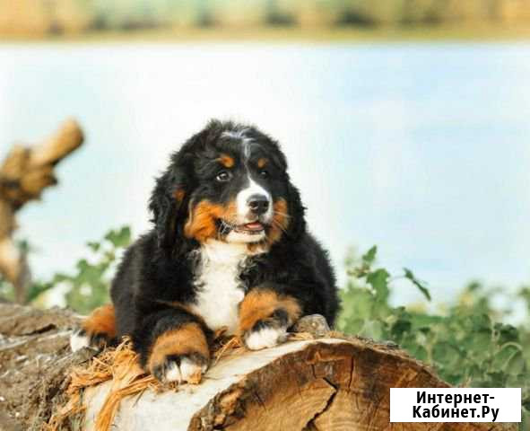 Бернский зенненхунд Нариманов - изображение 1