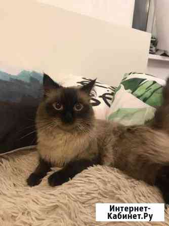 Вязка Санкт-Петербург