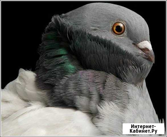 Продоются голуби Белгород - изображение 1