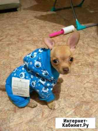 Комбинезон для чихуахуа Нижний Новгород