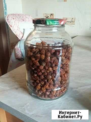 Шиповник Ангарск - изображение 1