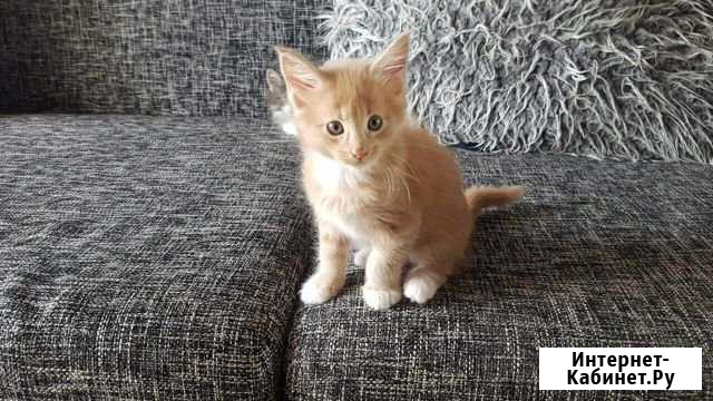 Породистые котята Мейн-кун Братск - изображение 1
