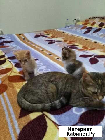 Котята на счастье Яблоновский - изображение 1