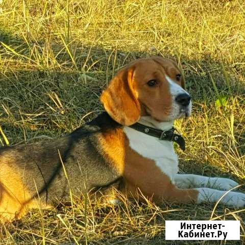 Бигль для вязки Самара - изображение 1