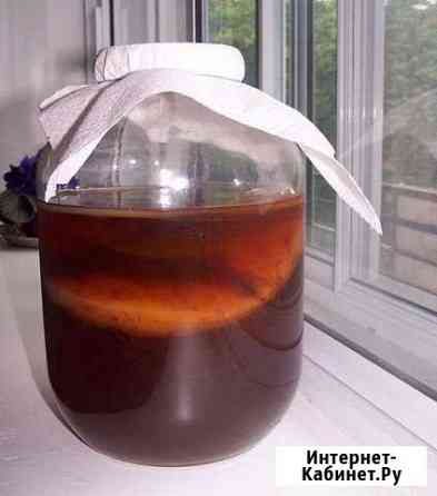 Целебный чайный гриб Хабаровск