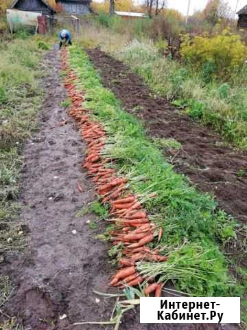 Морковь, капуста, картофель Шарья - изображение 1