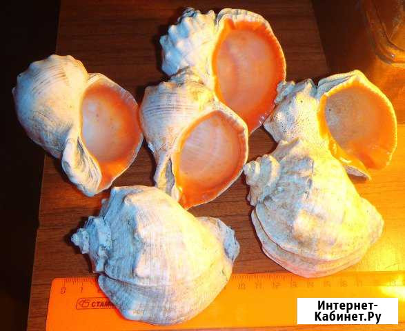 Морские ракушки для интерьера, аквариума Томск - изображение 1