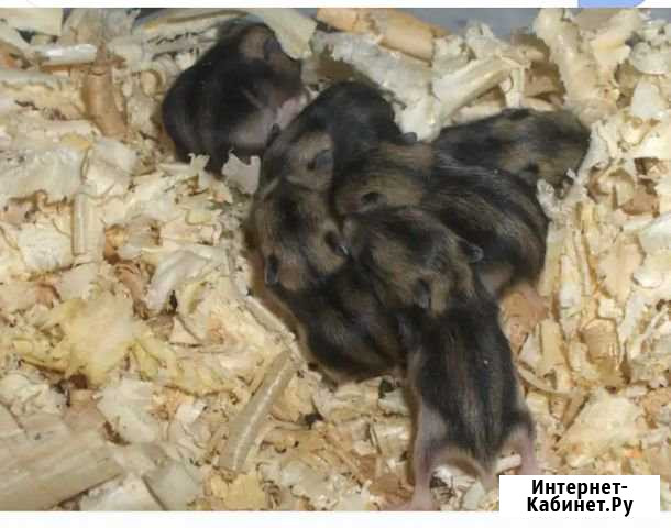 Джунгарский хомяк Нижнекамск - изображение 1