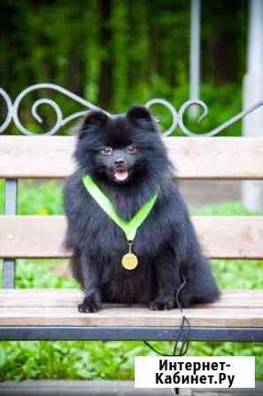 Кобель для вязки Рязань