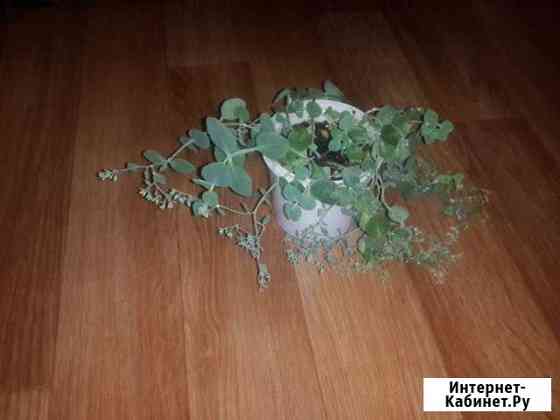 заячья капуста Тольятти