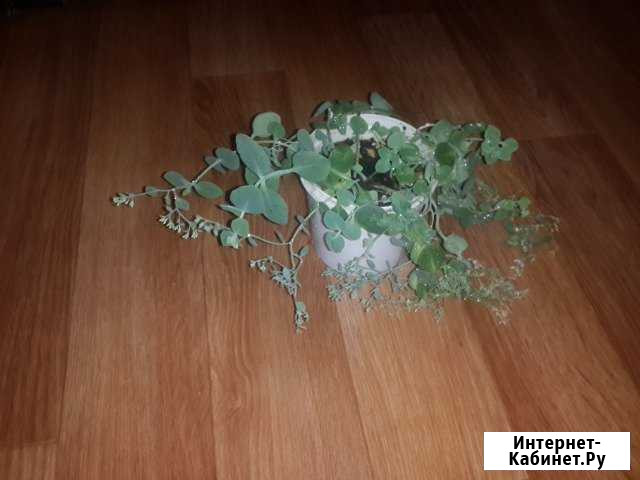 заячья капуста Тольятти - изображение 1