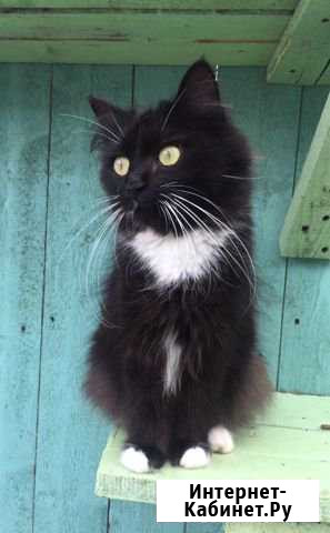 Курильский бобтейл в добрые руки Хабаровск - изображение 1