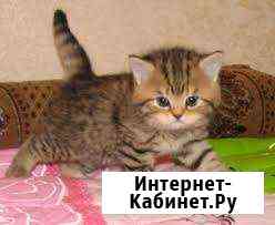 Плюшевые малыши-девочки Волгоград