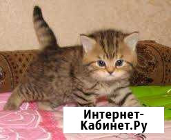 Плюшевые малыши-девочки Волгоград - изображение 1