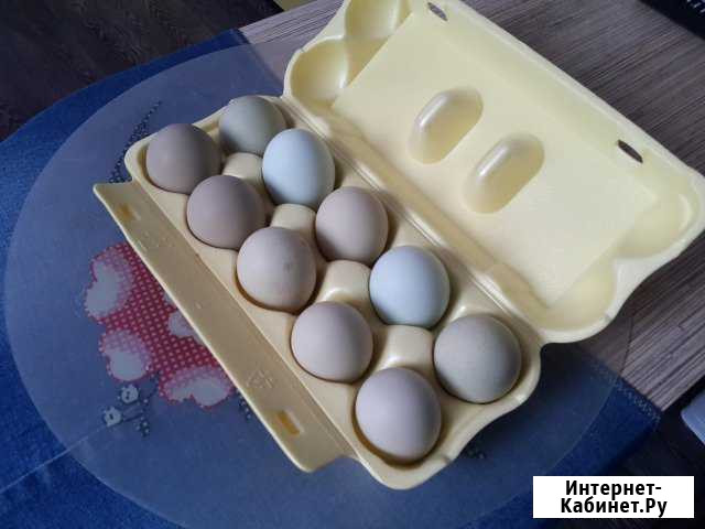 Инкубационное яйцо породной птицы и бройлера Кольчугино - изображение 1