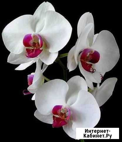 Орхидея фаленопсис белая с красной губой Ярославль - изображение 1