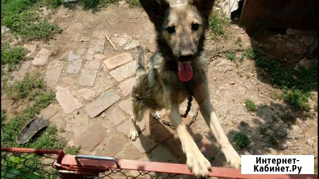 Собака Усть-Лабинск - изображение 1