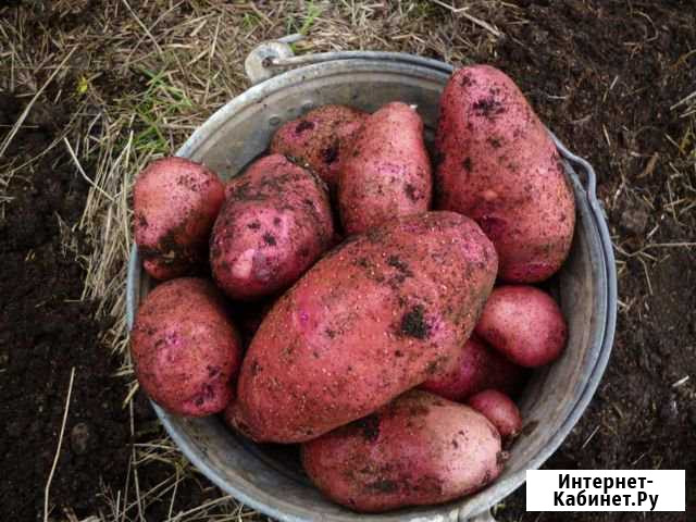 Картофель Рубцовск - изображение 1