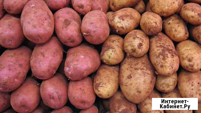 Картофель Северск - изображение 1