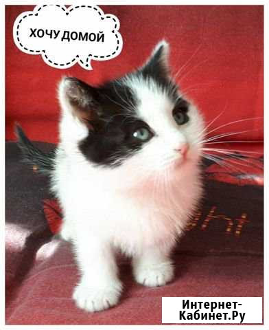 Котенок Макс, 2 месяца Королев - изображение 1