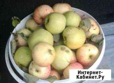 Яблоки Череповец