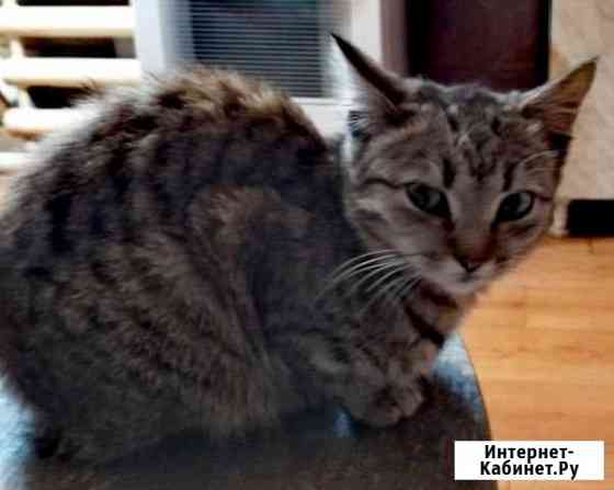 Кошечка Бийск