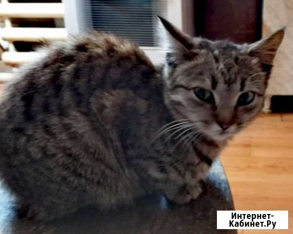 Кошечка Бийск - изображение 1