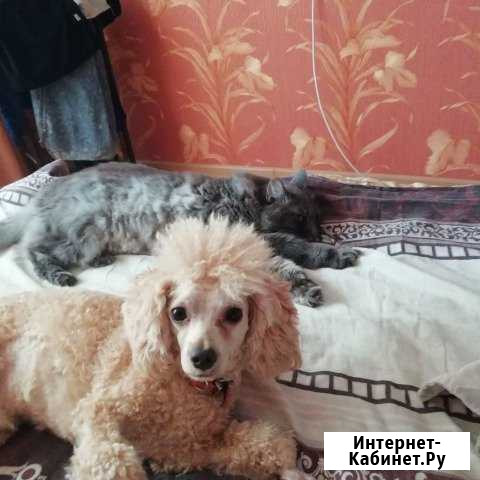 Вязка Белогорск - изображение 1