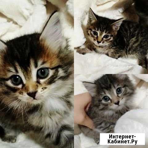 Котята Курган - изображение 1