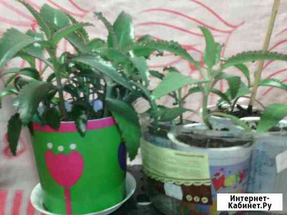 Каланхоэ Лечебный Иркутск