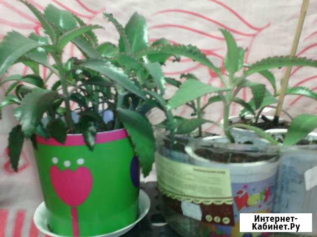 Каланхоэ Лечебный Иркутск - изображение 1