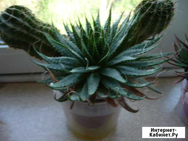 Кактусы разные Калуга - изображение 1