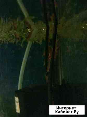 Креветки вишня Казань