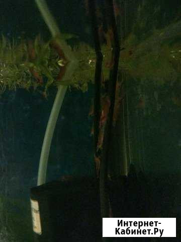 Креветки вишня Казань - изображение 1