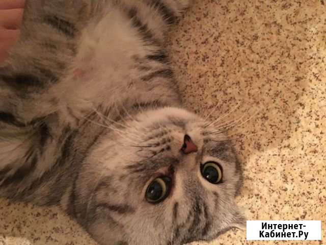 Отдам котика Афипский - изображение 1