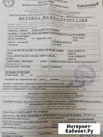 Продам Лабрадора Братск - изображение 1