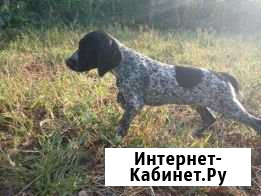 Щенок курцхара Николаевка - изображение 1
