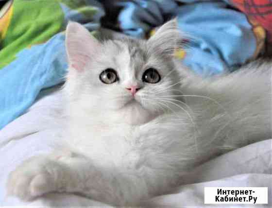 Вислоухие котята Екатеринбург