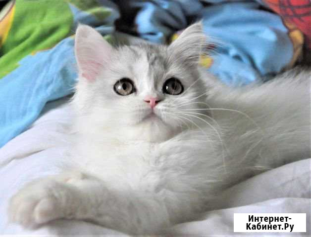 Вислоухие котята Екатеринбург - изображение 1