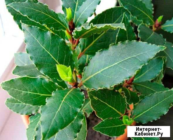 Лавр благородный Сочи - изображение 1