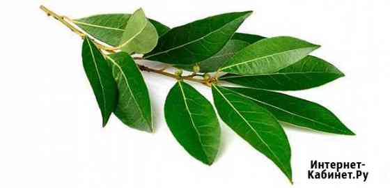 Лавровый лист Сочи