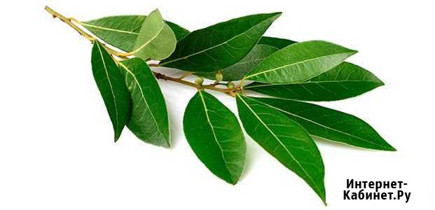 Лавровый лист Сочи - изображение 1