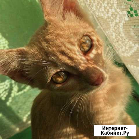 Отдаю котят Белиджи - изображение 1