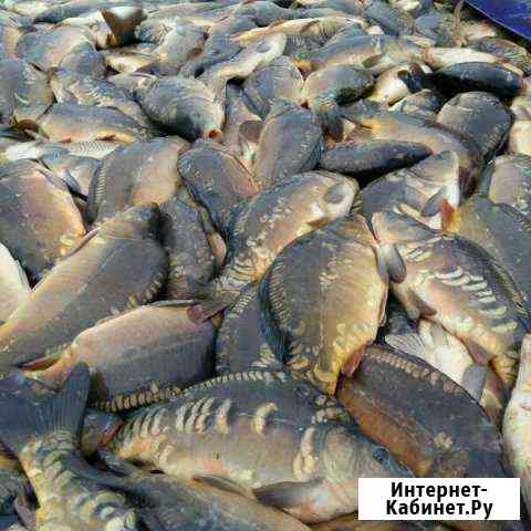 Живая рыба. продажа. доставка. зарыбление Курганинск