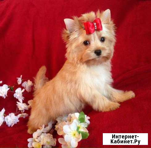 Золотой йоркширский терьер Москва - изображение 1